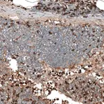 Merck Anti-HJURP antibody produced in rabbit