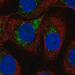 Merck Anti-LAPTM4A antibody produced in rabbit
