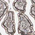 Merck Anti-MKX antibody produced in rabbit