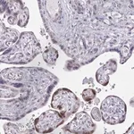 Merck Anti-VGLL3 antibody produced in rabbit