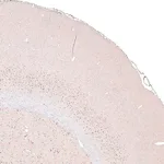 Merck Monoclonal Anti-FOXP2 antibody produced in mouse