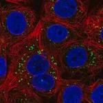 Merck Anti-FAF2 antibody produced in rabbit