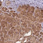 Merck Anti-PEX3 antibody produced in rabbit