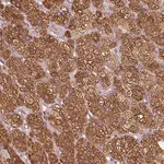 Merck Anti-HSD3B1 antibody produced in rabbit