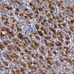 Merck Anti-GPR155 antibody produced in rabbit