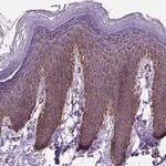 Merck Anti-RMDN3 antibody produced in rabbit