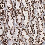 Merck ANTI-HSPA9 antibody produced in rabbit