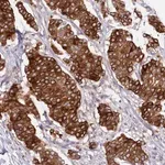 Merck Anti-SLC39A6 antibody produced in rabbit