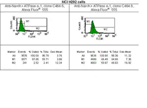 Merck Anti-Na+/K+ ATPase α-1 Antibody, clone C464.6, Alexa Fluor 555