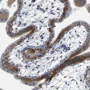 Merck Anti-IGF2R antibody produced in rabbit