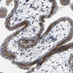 Merck Anti-IGF2R antibody produced in rabbit