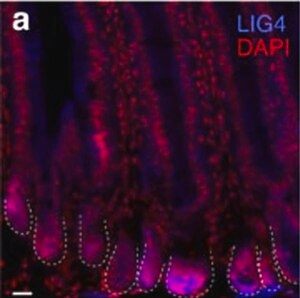 Merck Anti-LIG4 antibody produced in rabbit