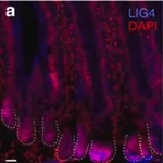 Merck Anti-LIG4 antibody produced in rabbit