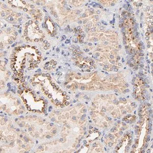 Merck Anti-FMNL3 antibody produced in rabbit