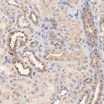 Merck Anti-FMNL3 antibody produced in rabbit