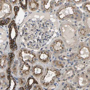 Merck Anti-KCNJ15 antibody produced in rabbit