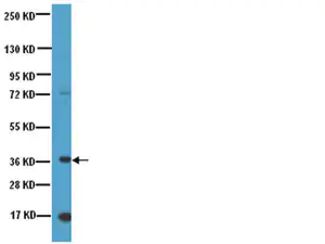 Merck Anti-Nanog Antibody, NT