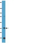 Merck Anti-Nanog Antibody, NT