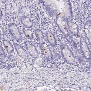 Merck Anti-AVIL antibody produced in rabbit
