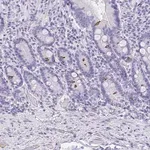 Merck Anti-AVIL antibody produced in rabbit