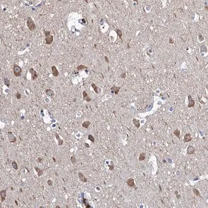 Merck Anti-NPAS4 antibody produced in rabbit