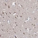 Merck Anti-NPAS4 antibody produced in rabbit