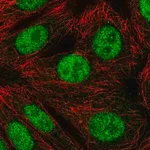 Merck Anti-RNF220 antibody produced in rabbit