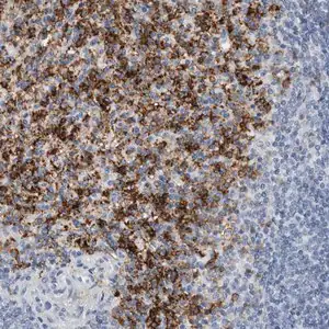 Merck Anti-FCER1G antibody produced in rabbit