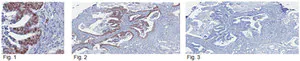 Merck Anti-SIRT1 Antibody, clone 10E4