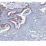 Merck Anti-SIRT1 Antibody, clone 10E4