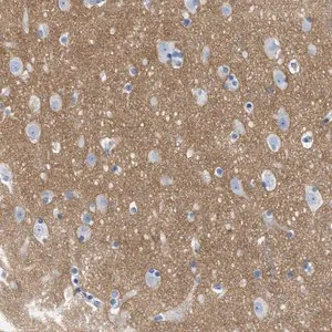 Merck Anti-GPM6A antibody produced in rabbit