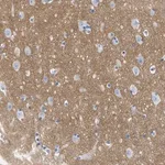 Merck Anti-GPM6A antibody produced in rabbit