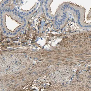 Merck Anti-OGN antibody produced in rabbit