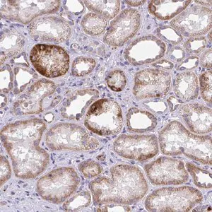 Merck Anti-COA5 antibody produced in rabbit