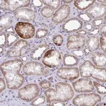 Merck Anti-COA5 antibody produced in rabbit