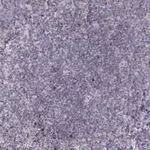 Merck Anti-NDC1 antibody produced in rabbit