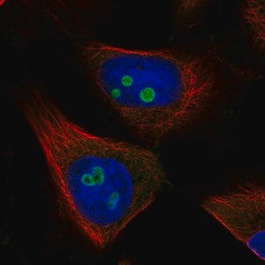 Merck Anti-RETSAT antibody produced in rabbit