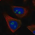 Merck Anti-RETSAT antibody produced in rabbit