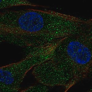 Merck Anti-ACE antibody produced in rabbit