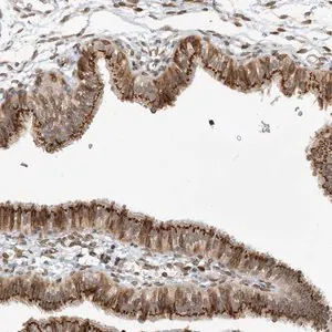 Merck Anti-SLC35A2 antibody produced in rabbit