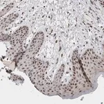 Merck Anti-SENP6 antibody produced in rabbit