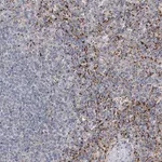 Merck Anti-ALKBH8 antibody produced in rabbit