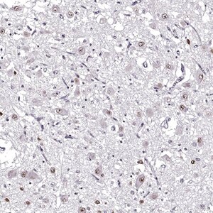 Merck Anti-OTP antibody produced in rabbit