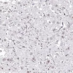 Merck Anti-OTP antibody produced in rabbit