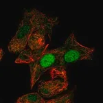 Merck Anti-MIXL1 antibody produced in rabbit