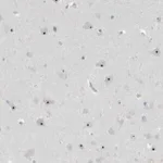 Merck Anti-RPF1 antibody produced in rabbit