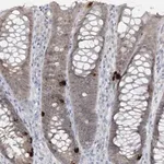 Merck Anti-PCBD1 antibody produced in rabbit