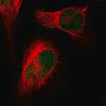 Merck Anti-HIRA antibody produced in rabbit