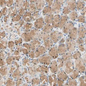 Merck Anti-LAMB3 antibody produced in rabbit