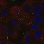 Merck Anti-CLDN9 antibody produced in rabbit
